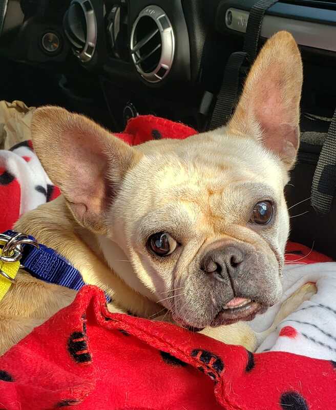 Greta - Buckeye Bulldog Rescue